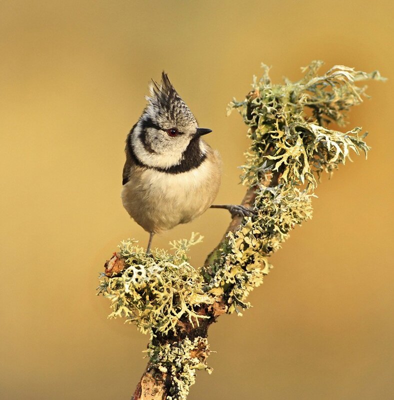 Tufted titmouse on a lichen-covered branch