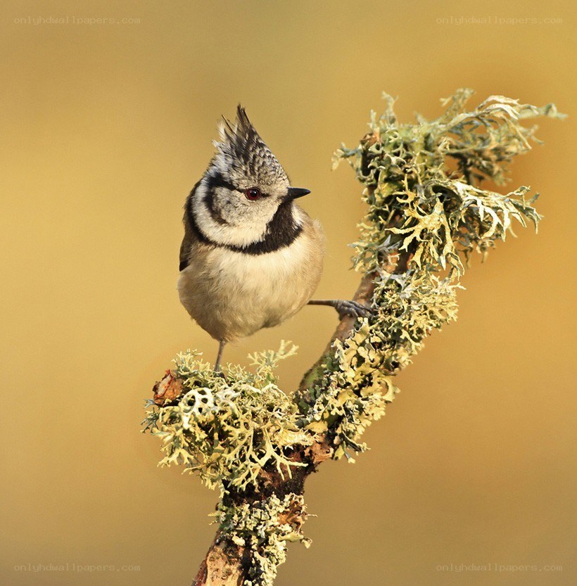 Tufted titmouse on a lichen-covered branch