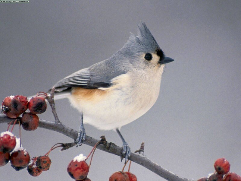 Tufted titmouse on berry branch