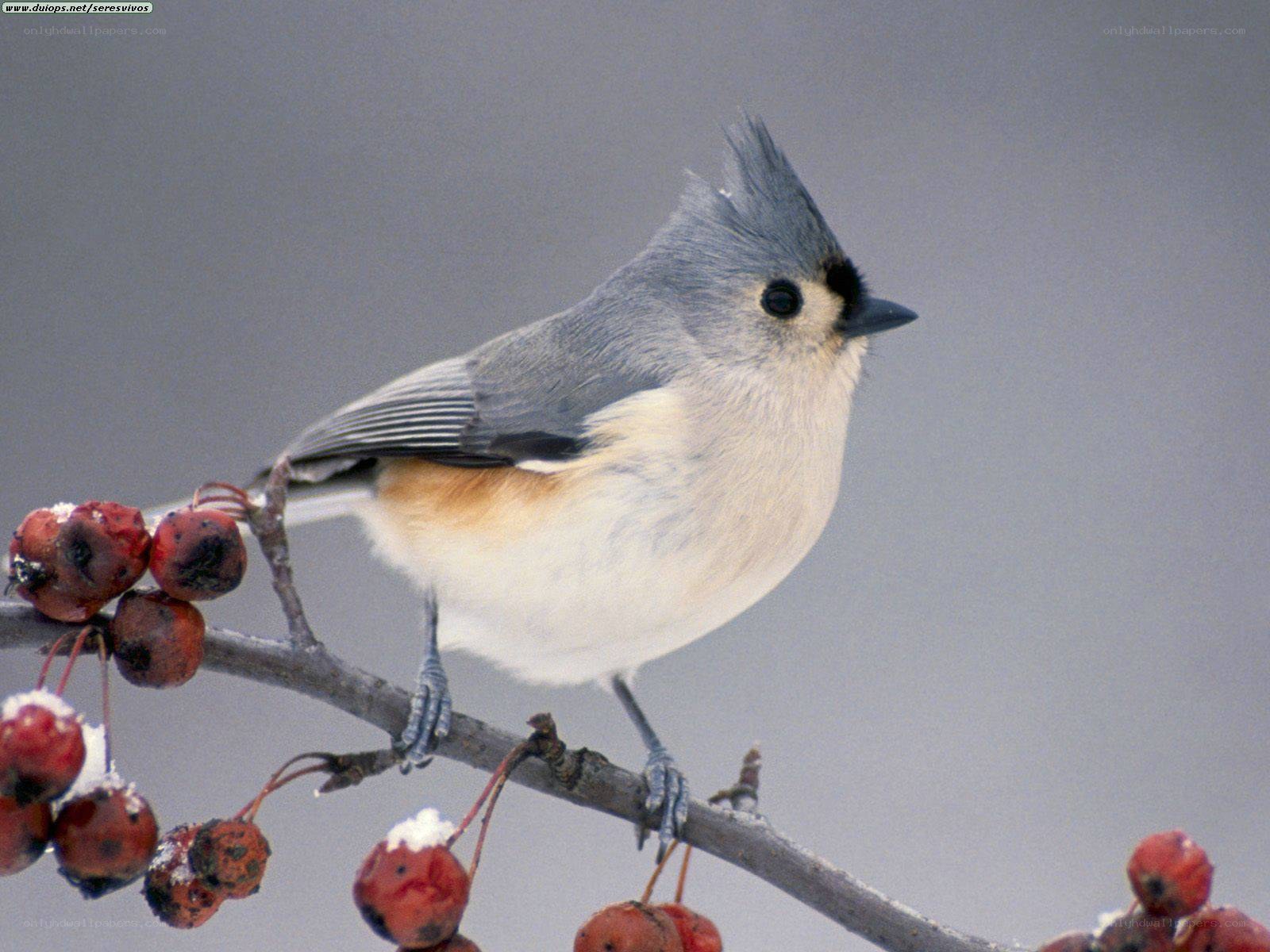 Tufted titmouse on berry branch