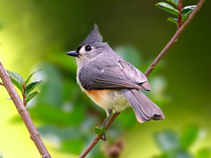 Tufted Titmouse on Branch — Gray, Calm, Morning