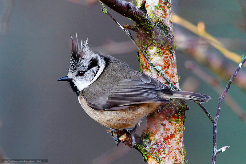 Tufted Titmouse on Branch — Gray, Calm, Photograph