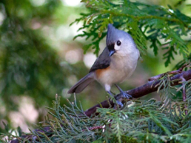 Tufted Titmouse on Branch — Gray, Calm