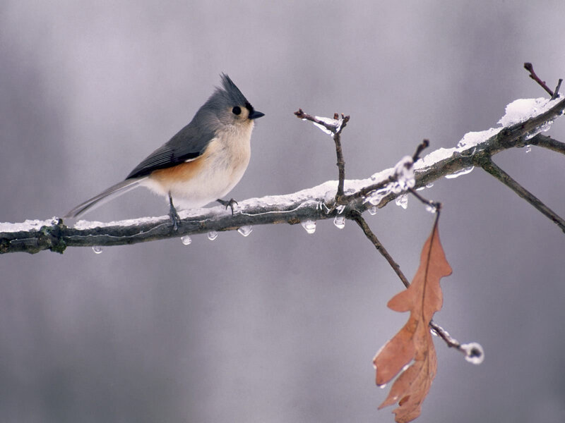 Tufted Titmouse on Branch — Gray, Cold, Winter