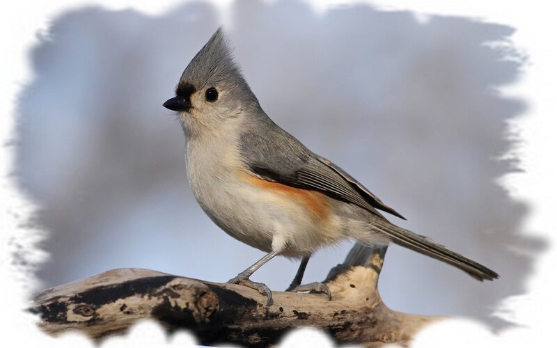 Tufted Titmouse on Branch — Gray