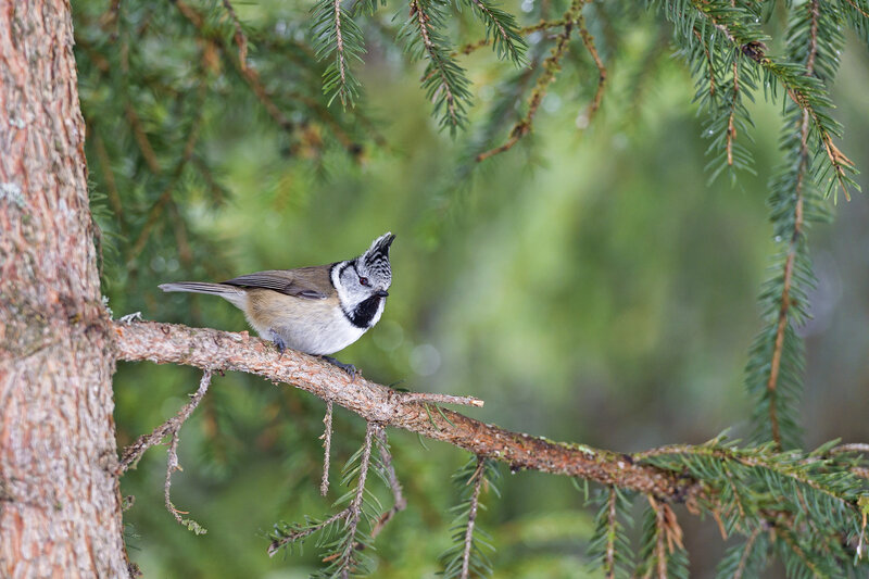 Tufted Titmouse on Branch — Green, Calm