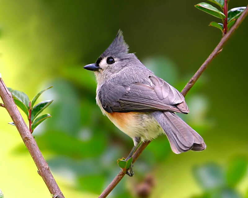 Tufted Titmouse on Branch — Green