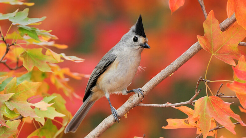 Tufted Titmouse on Branch — Orange
