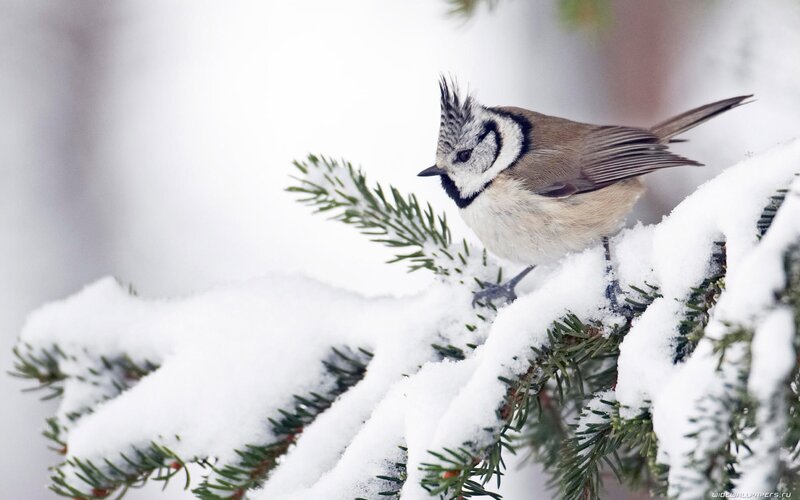 Tufted Titmouse on Branch — White, Calm, Winter, Photograph