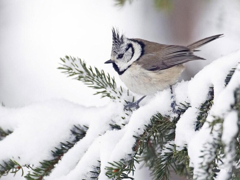 Tufted Titmouse on Branch — White
