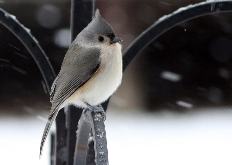 Tufted Titmouse on Feeder