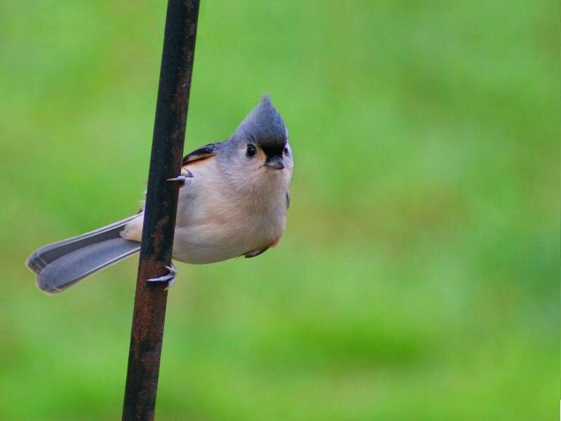 Tufted Titmouse on Pole