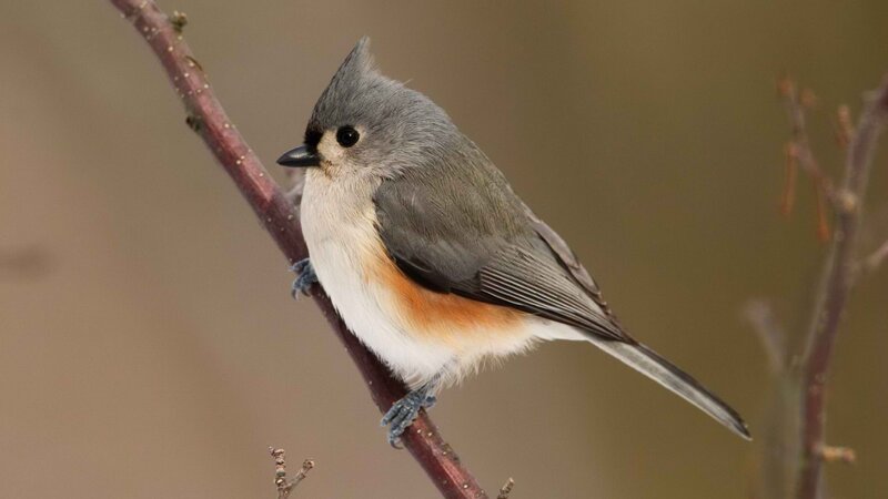 Tufted titmouse perched on branch