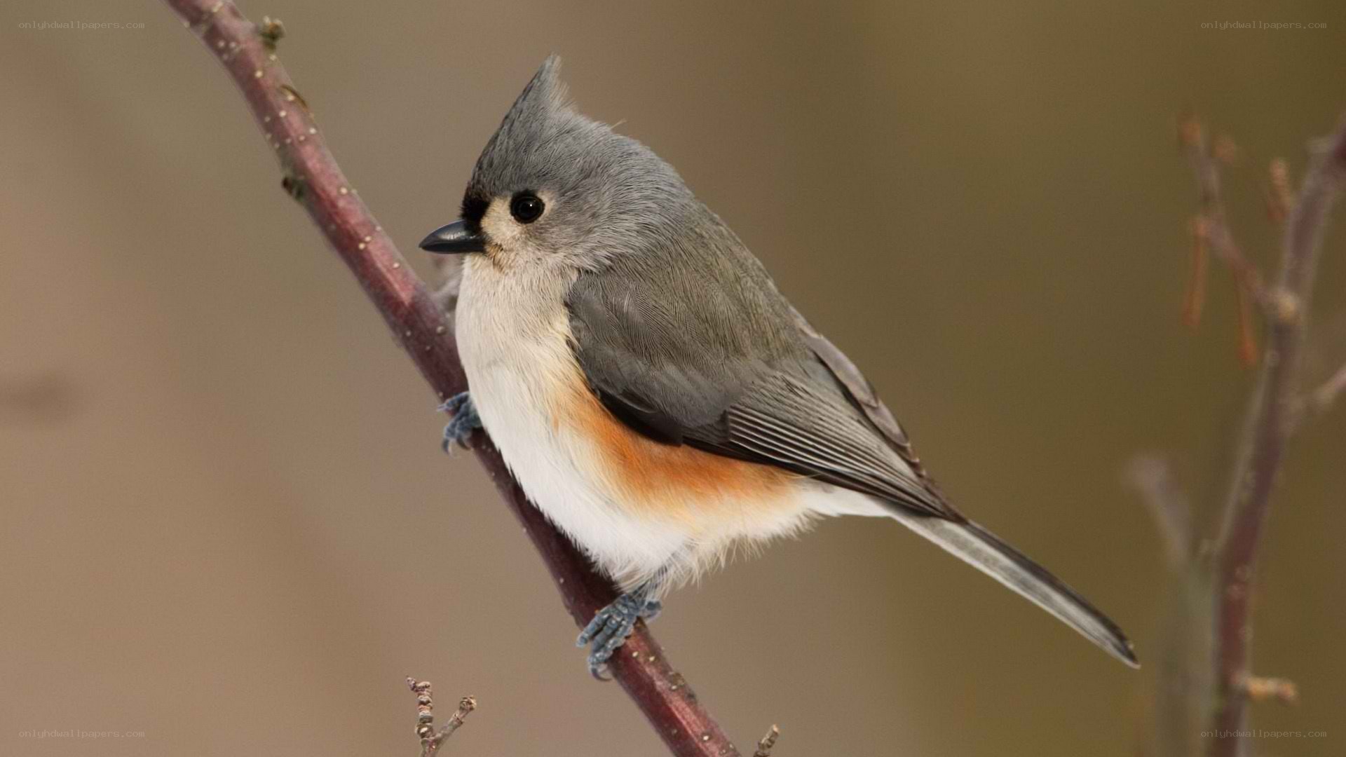 Tufted titmouse perched on branch
