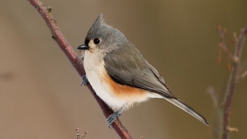 Tufted titmouse perched on branch