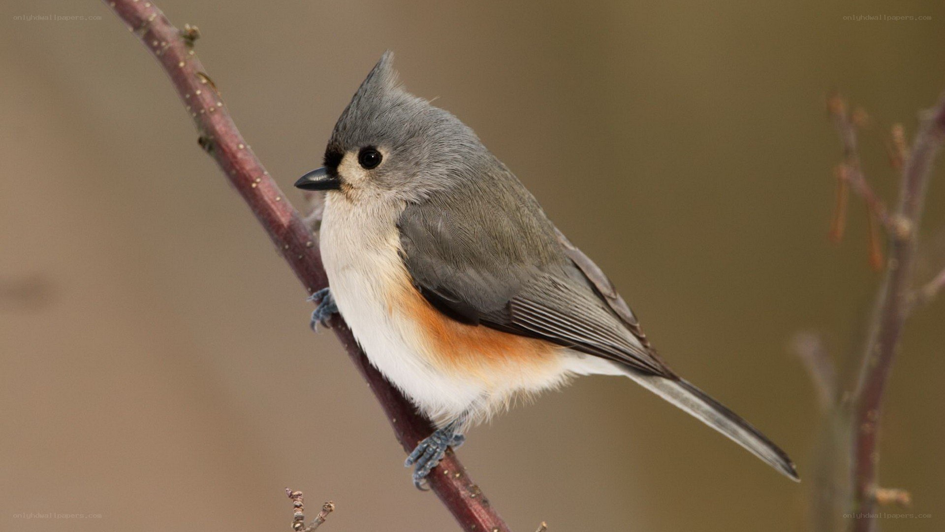 Tufted titmouse perched on branch