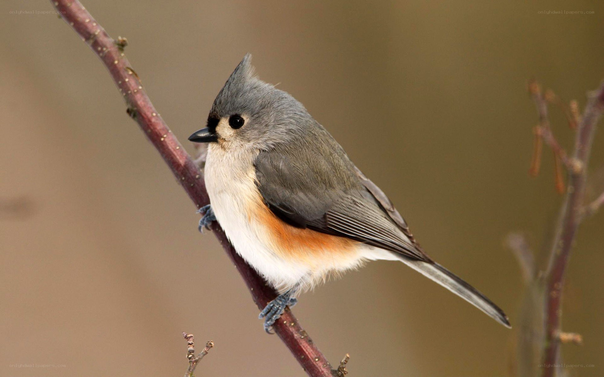 Tufted titmouse perched on branch