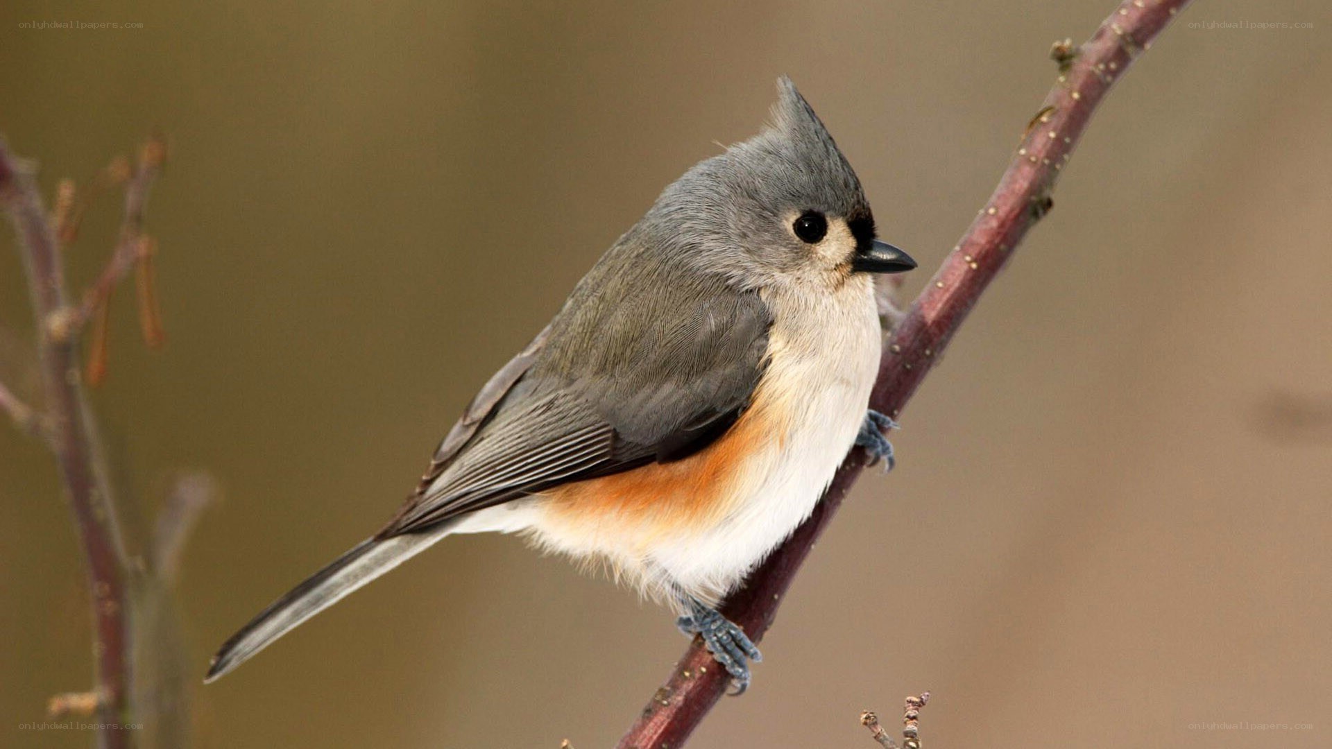 Tufted titmouse perched on branch