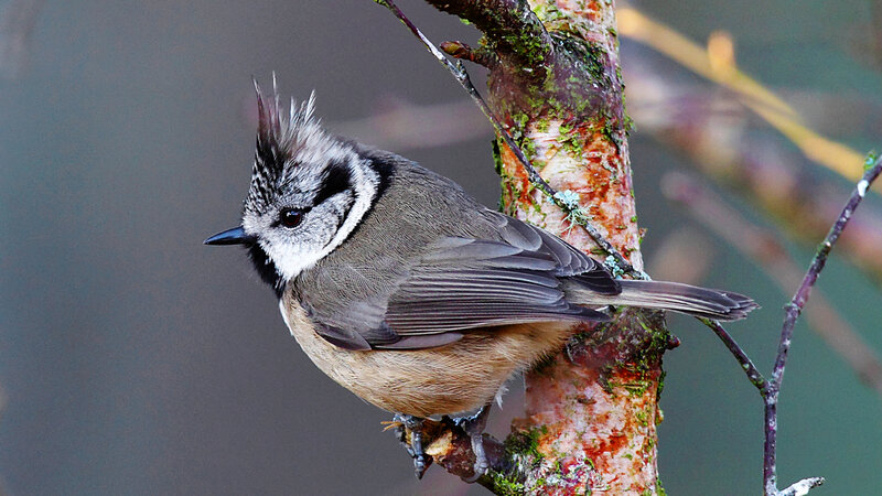 Tufted Titmouse