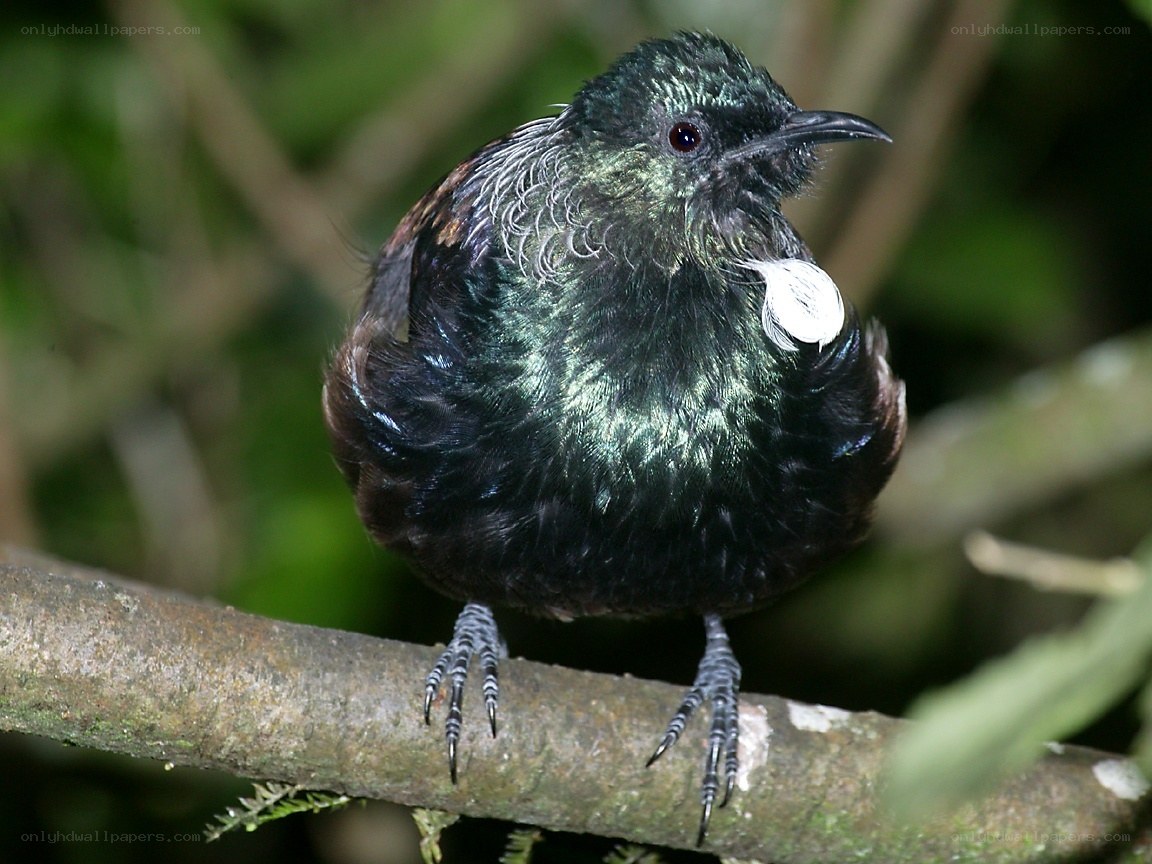 tui bird on a branch