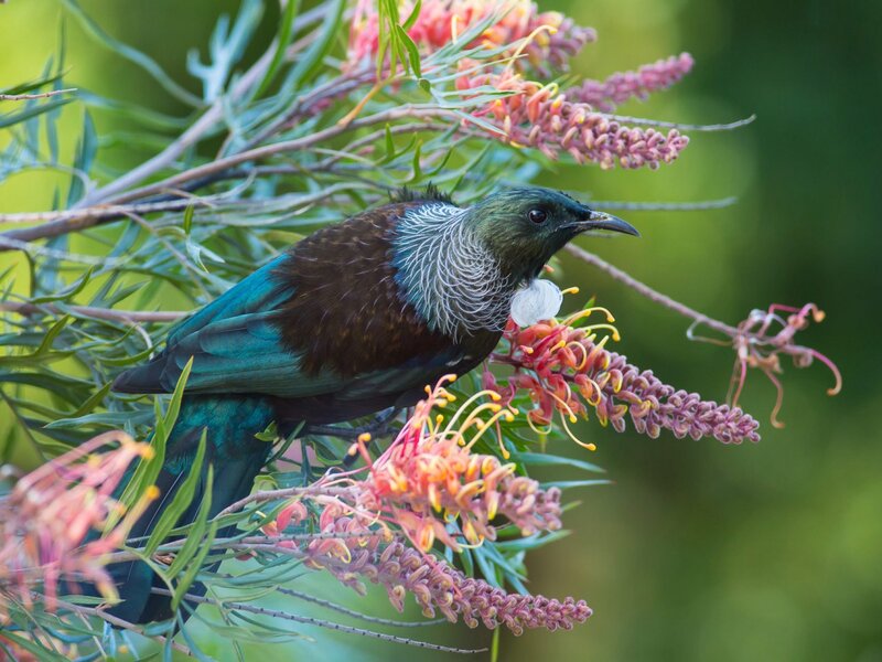 Tui Bird on Flower — Green