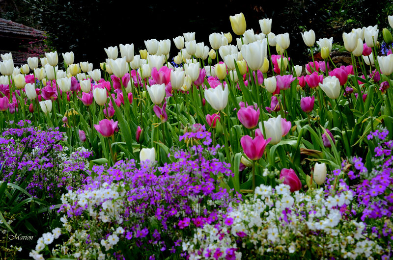 Tulip and Aubretia Flowers