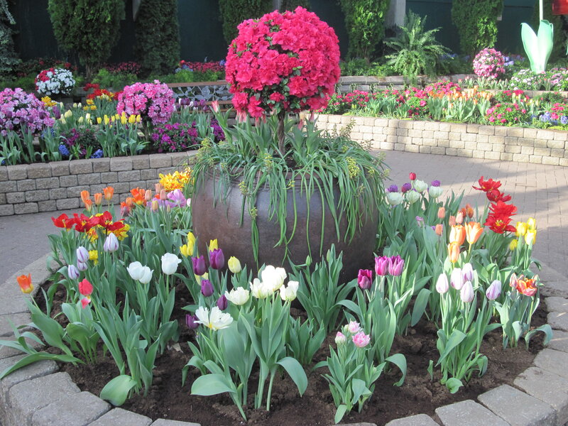 Tulip and Azalea Display — Pink, Colorful