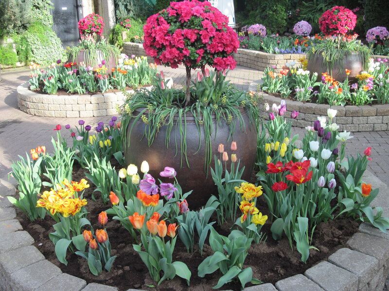 Tulip and Azalea Display — Pink