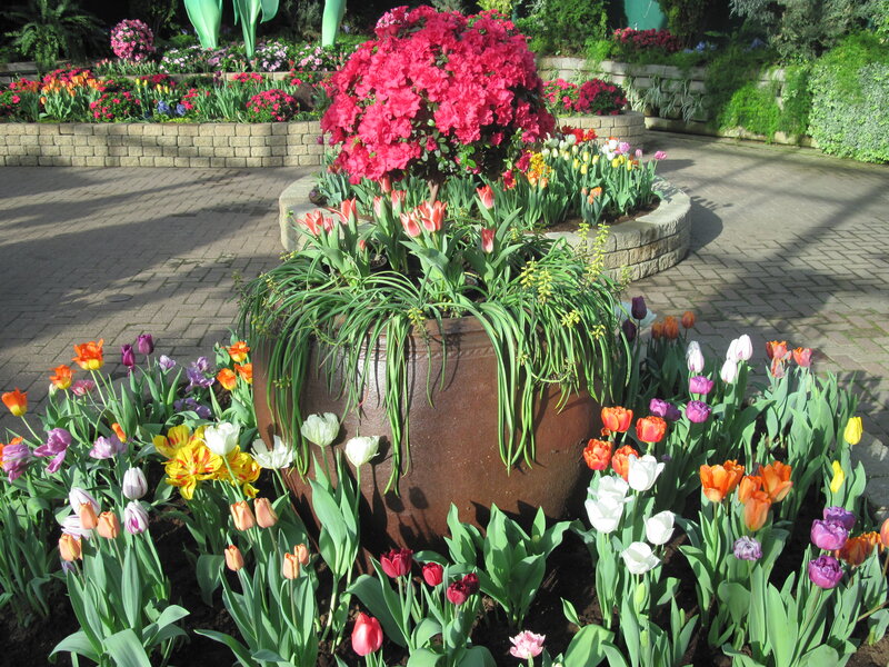 Tulip and Azalea Display