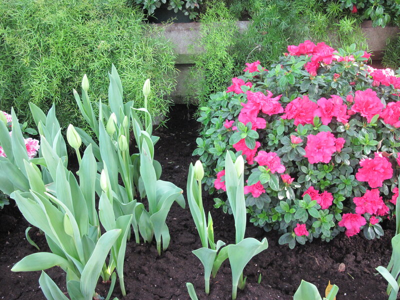 Tulip and Azalea Flowers