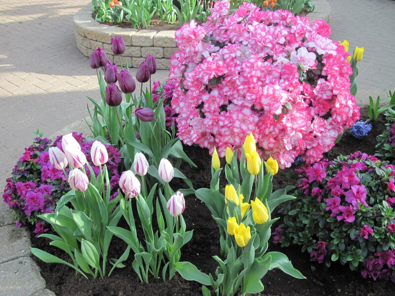 Tulip and Azalea Garden — Pink