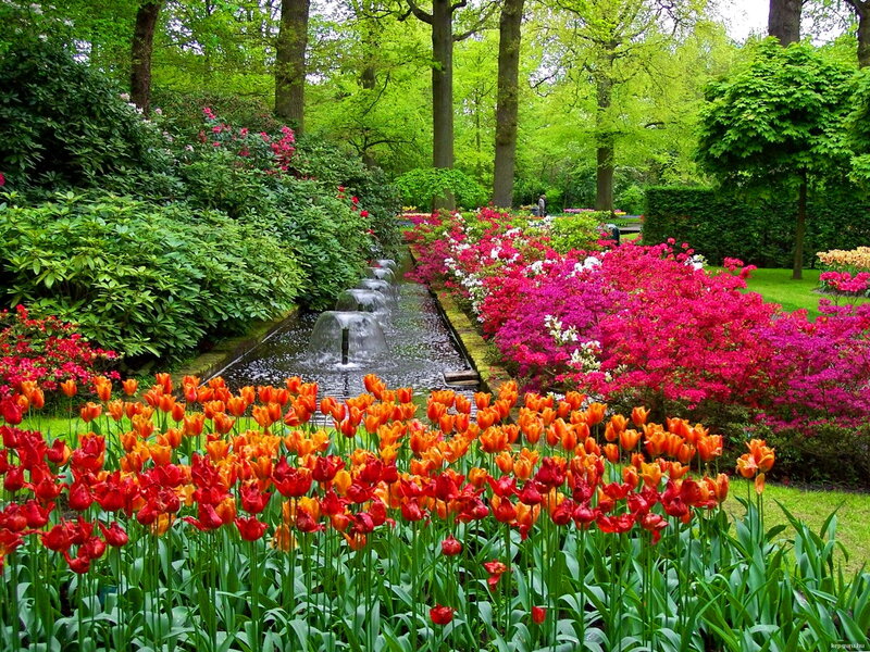 Tulip and Azalea Garden — Red, Serene