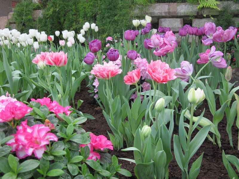 Tulip and Azalea Garden