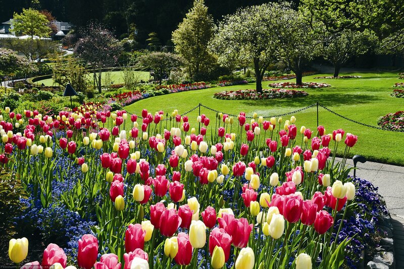 Tulip and Bluebell Garden — Red