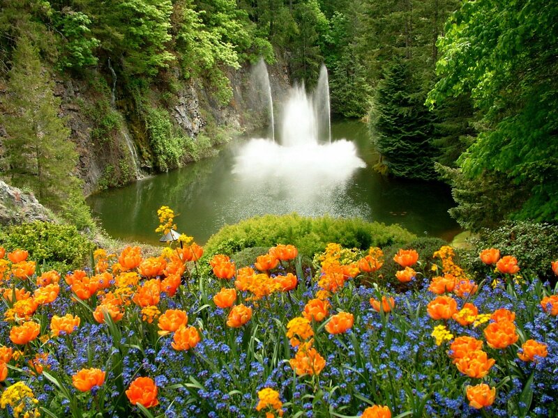 Tulip and Bluebell Garden