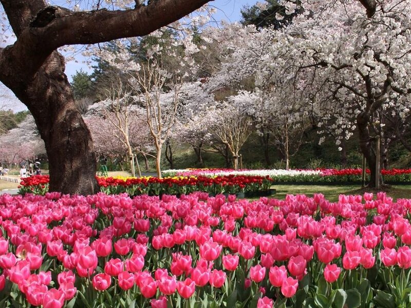 Tulip and Cherry Blossom Field — Pink