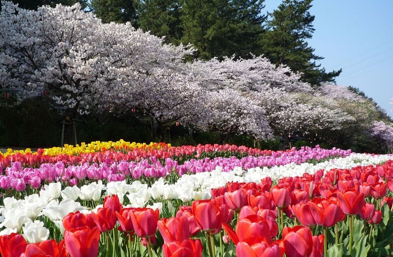 Tulip and Cherry Blossom Field — Red