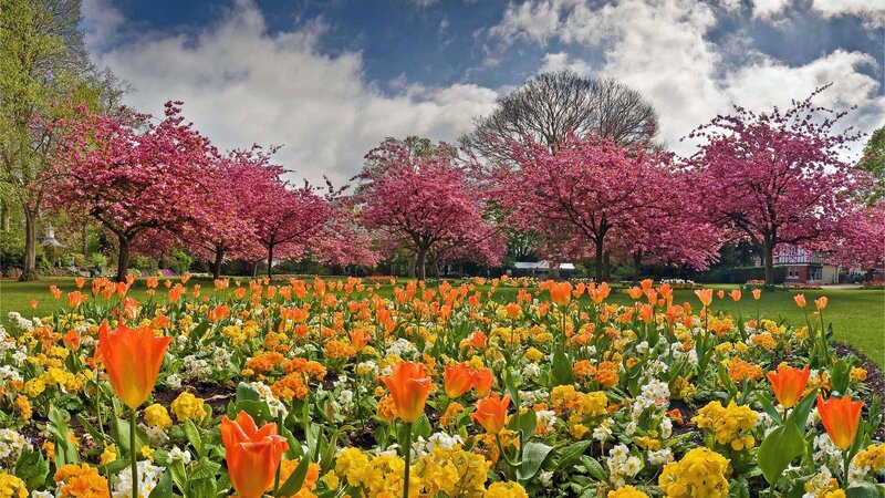 Tulip and Cherry Blossom Field