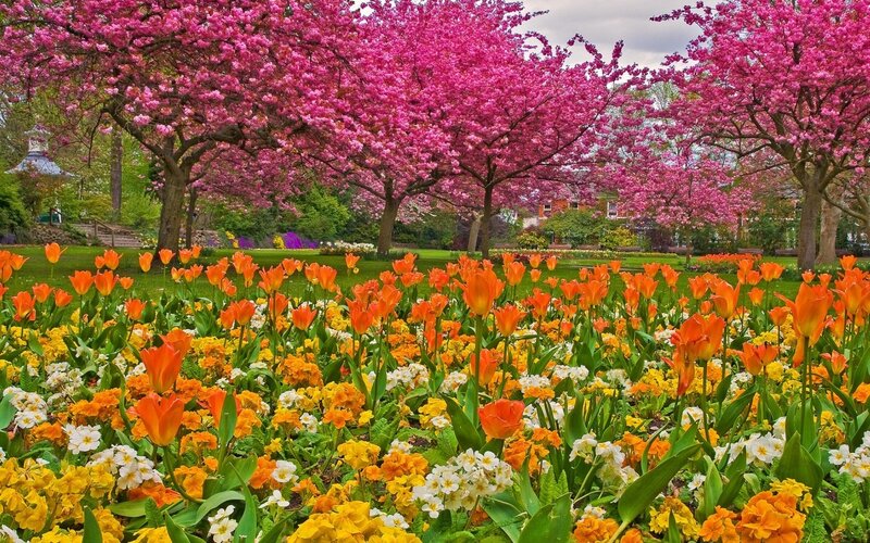 Tulip and Cherry Blossom Garden — Pink, Serene