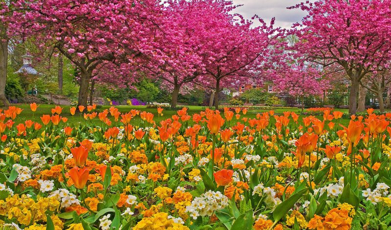 Tulip and Cherry Blossom Garden — Pink