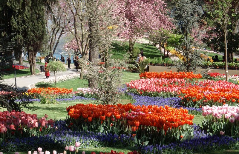 Tulip and Cherry Blossom Garden — Red