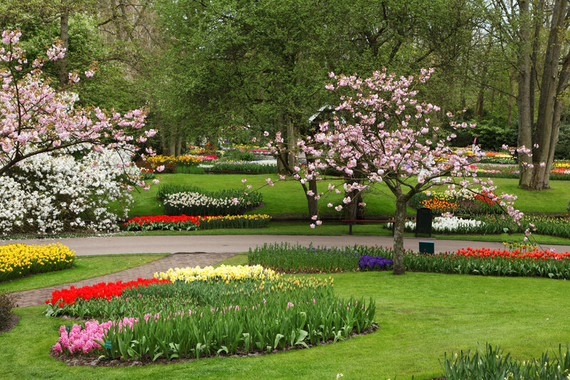 Tulip and Cherry Blossom Garden