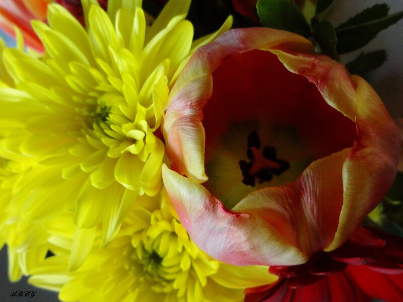 Tulip and Chrysanthemum