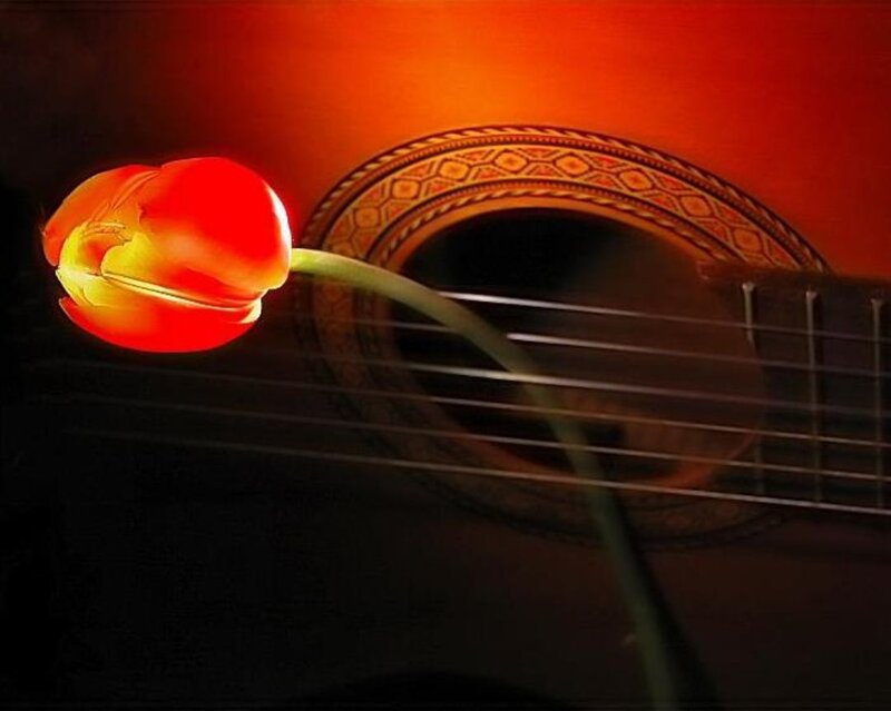 Tulip and classical guitar