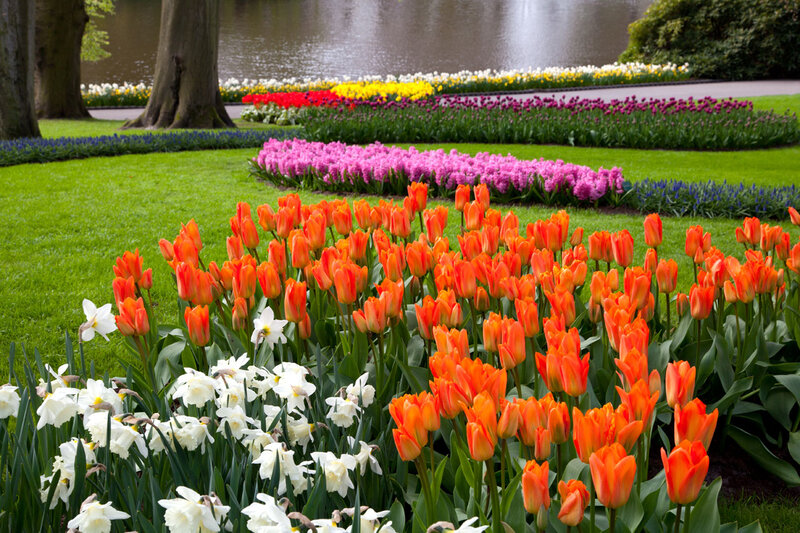 Tulip and Daffodil Garden — Orange