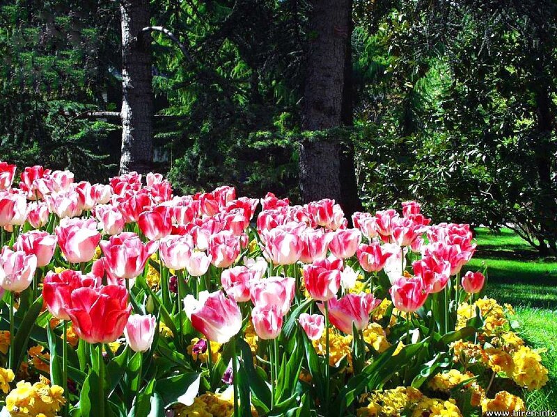 Tulip and Daffodil Garden — Pink, Serene, Spring