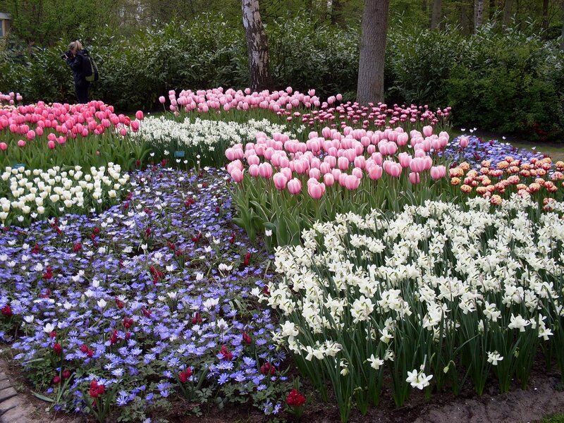 Tulip and Daffodil Garden — Pink, Serene