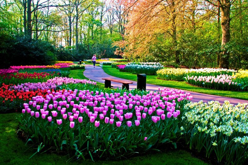Tulip and Daffodil Garden — Pink