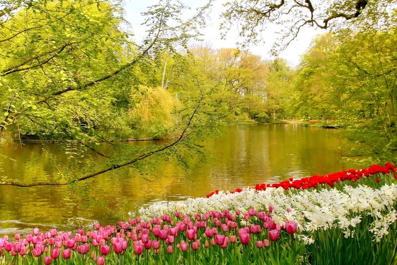 Tulip and Daffodil Garden