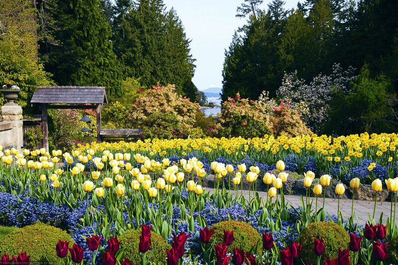 Tulip and Daffodil Garden — Yellow